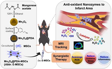 最新刊物报道：抗氧化纳米酶工程化干细胞用于体内示踪及协同治疗心梗-2-2.jpg